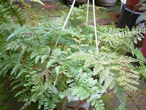 兔腳蕨水耕|觀葉植物栽培術：綠手絨足－兔腳蕨